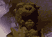 22: Night Lions