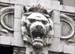 24: White lions