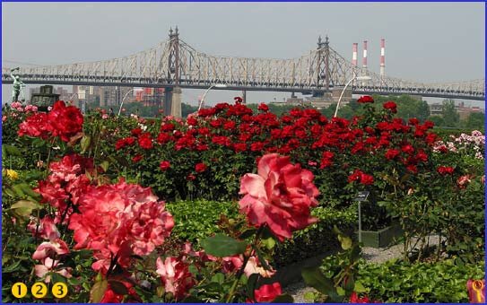 U.N. Rose Garden; 59th Street Bridge in background